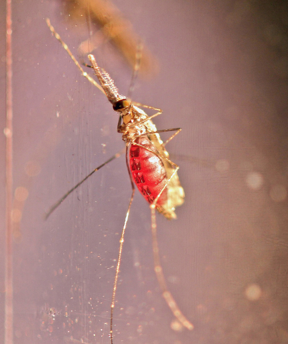 Malaria: 30% punture avviene di giorno, rivedere prevenzione