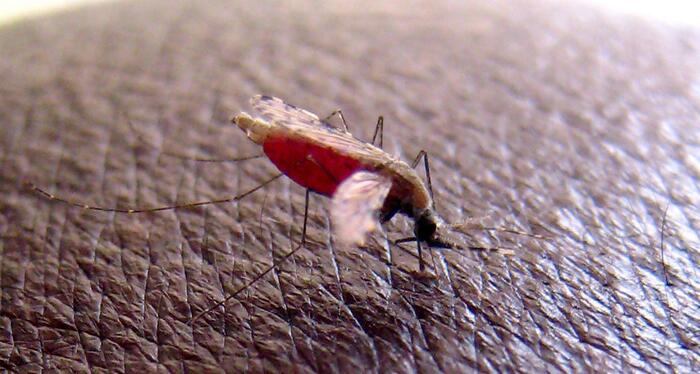 Malaria, monoclonale taglia rischio di infezione dell'88%