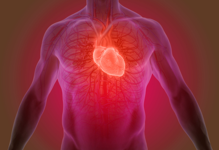 Nel cuore una proteina che inibita cura scompenso cardiaco
