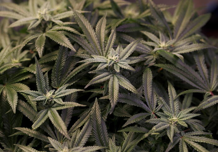 Allarme tossicologi per una diminuita percezione dei rischi della cannabis