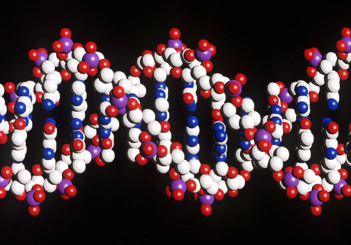 C'è un gene che predispone alla magrezza