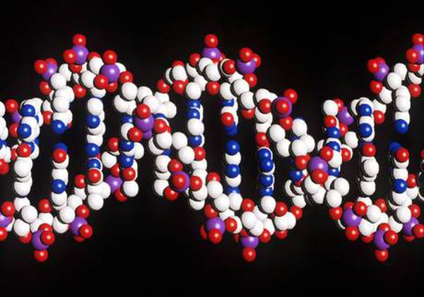 Telethon,gene che controlla attività fisica arma antidiabete