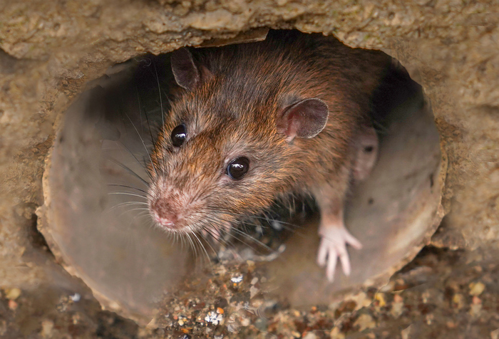 Covid: milioni di topi a New York positivi, rischio di nuove varianti