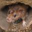 Covid: milioni di topi a New York positivi, rischio di nuove varianti