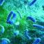 Resistenza agli antibiotici, Italia maglia nera in Ue