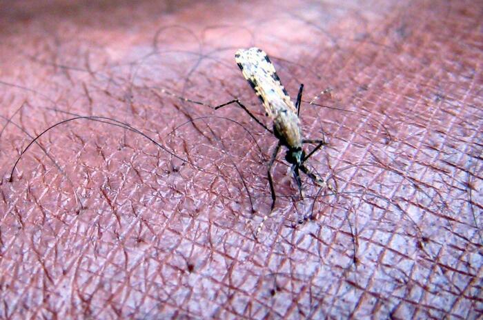 Malaria, efficacia oltre 75% per nuovo vaccino da Oxford