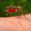 West Nile: Iss, raddoppiano i contagi. 94 casi e 7 morti